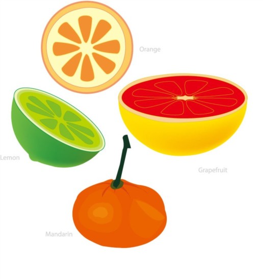 grapefruit and Orange shiny vector