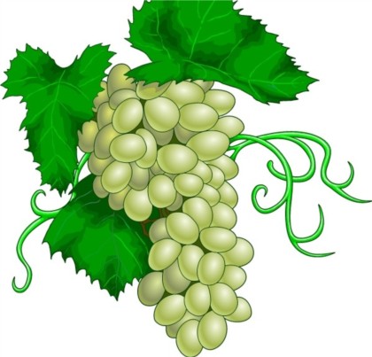green grape vectors material