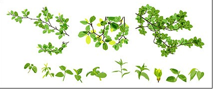 material leaves spring vector