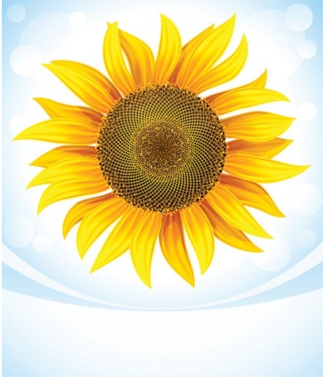 sunflower 05 vectors graphic