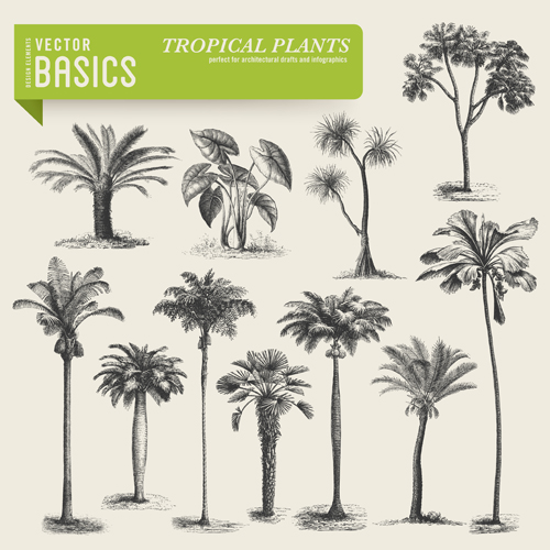 tropical plants vector set