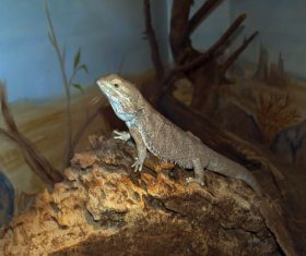 Agile lizard Stock Photo 01