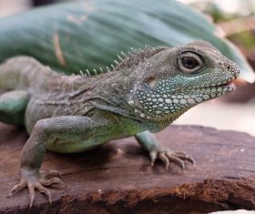 Agile lizard Stock Photo 02