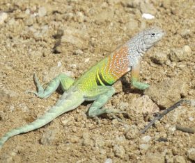 Agile lizard Stock Photo 03