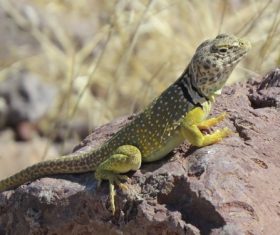 Agile lizard Stock Photo 04