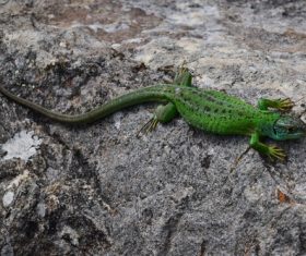 Agile lizard Stock Photo 05