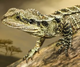 Agile lizard Stock Photo 06