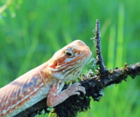 Agile lizard Stock Photo 07