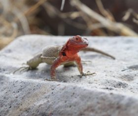 Agile lizard Stock Photo 08