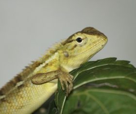 Agile lizard Stock Photo 09