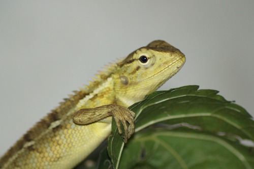 Agile lizard Stock Photo 09