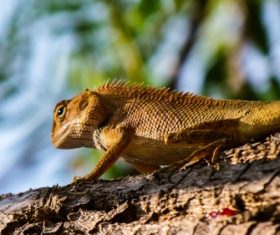 Agile lizard Stock Photo 10