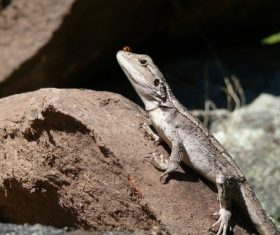 Agile lizard Stock Photo 11
