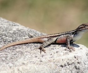 Agile lizard Stock Photo 12