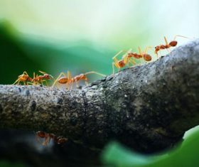 Ants on the trunk Stock Photo
