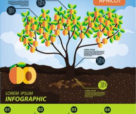 Apricot infographic template vector material