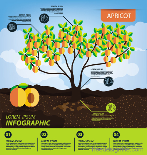 Apricot infographic template vector material