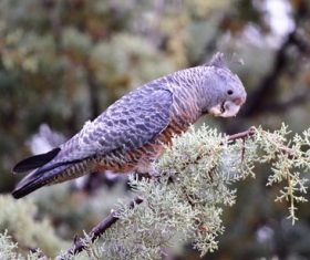 Australian Grey Parrot Stock Photo