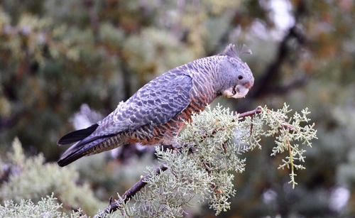 Australian Grey Parrot Stock Photo