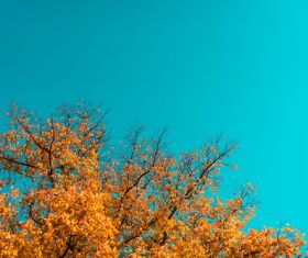 Autumn tree under the mountain Stock Photo free download