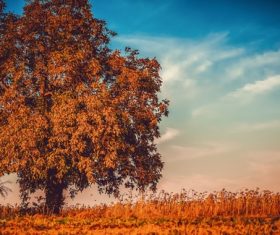 Autumn tree Stock Photo