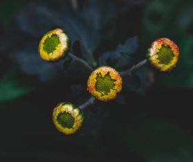 Be in bud chrysanthemum Stock Photo