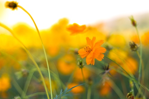 Beautiful Galsang flower Stock Photo