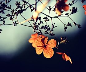 Beautiful autumn leaves landscape Stock Photo