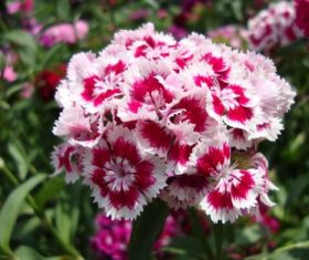 Beautiful colorful Dianthus flower Stock Photo