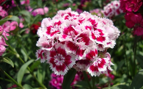 Beautiful colorful Dianthus flower Stock Photo