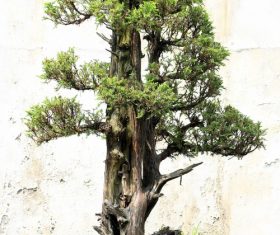 Beautiful green plant bonsai Stock Photo 01