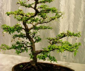 Beautiful green plant bonsai Stock Photo 02