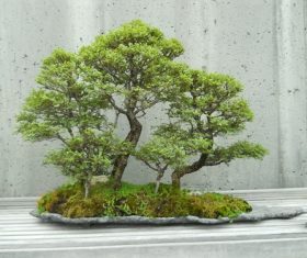 Beautiful green plant bonsai Stock Photo 03