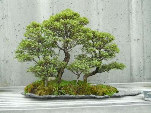 Beautiful green plant bonsai Stock Photo 03