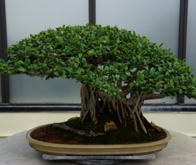 Beautiful green plant bonsai Stock Photo 04