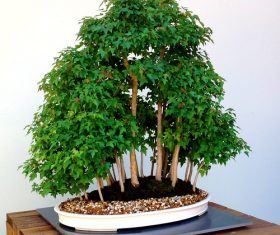Beautiful green plant bonsai Stock Photo 05