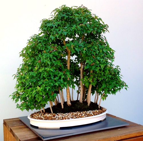 Beautiful green plant bonsai Stock Photo 05