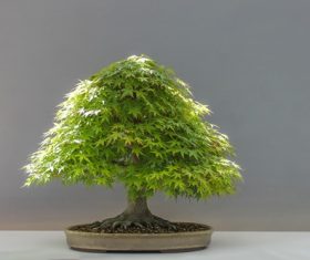 Beautiful green plant bonsai Stock Photo 06