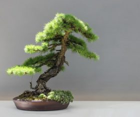 Beautiful green plant bonsai Stock Photo 07