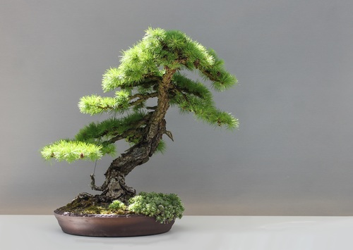 Beautiful green plant bonsai Stock Photo 07