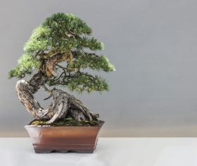 Beautiful green plant bonsai Stock Photo 08