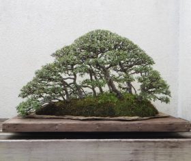 Beautiful green plant bonsai Stock Photo 09