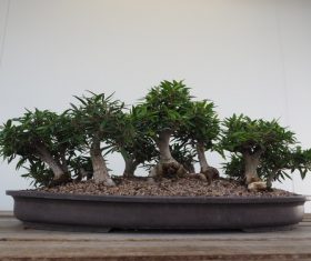 Beautiful green plant bonsai Stock Photo 10