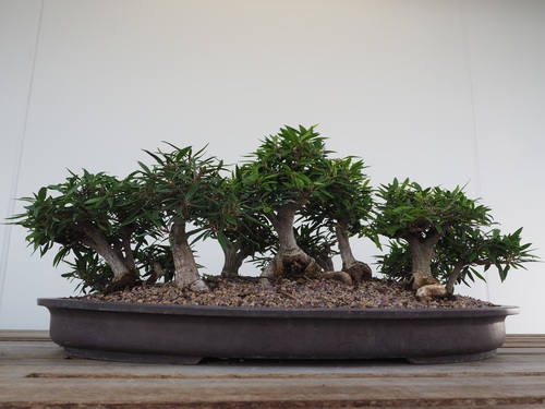 Beautiful green plant bonsai Stock Photo 10