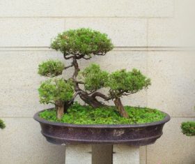 Beautiful green plant bonsai Stock Photo 11