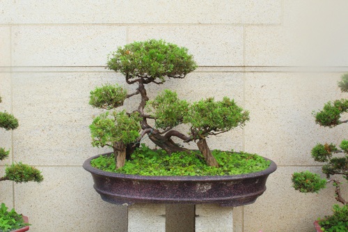 Beautiful green plant bonsai Stock Photo 11