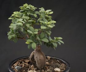 Beautiful green plant bonsai Stock Photo 12