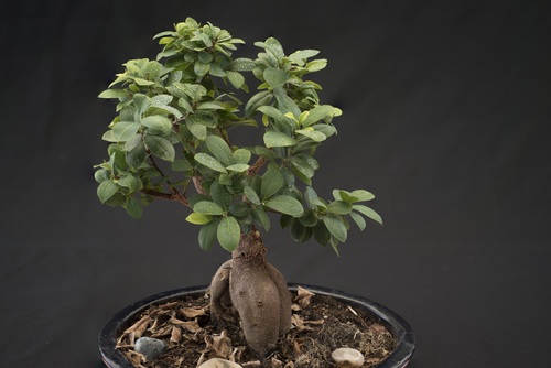Beautiful green plant bonsai Stock Photo 12