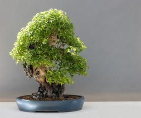 Beautiful green plant bonsai Stock Photo 13