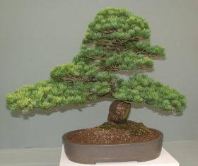 Beautiful green plant bonsai Stock Photo 14